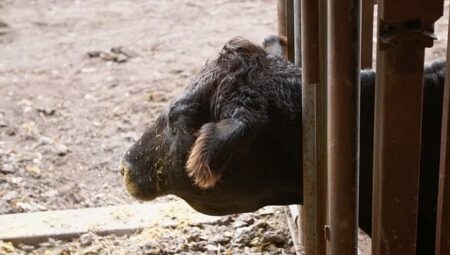 ‘Heartland Veterinerleri: Bir Aile Hikayesi’,   23 Mart Pazartesi 21.00’de   National Geographic WILD Ekranlarında İzleyicilerle Buluşuyor!