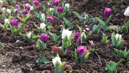 Osmangazi’de 2026 Yılında 470 Bin Çiçek Toprakla Buluşacak