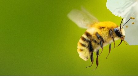 ‘Arıların Gizemli Dünyası’,   7 Nisan Salı Saat 20.00 ve 21.00’de İki Bölüm Art Arda  National Geographic WILD Ekranlarında İzleyicilerle Buluşuyor!