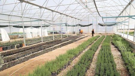 Büyükşehir’den Alanya’nın coğrafi işaretli keçiboynuzuna destek