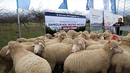Büyükşehir’den hayvancılığa damızlık koç desteği