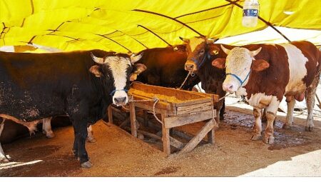 Keçiören’de Kurban Satış Alanı Başvuruları Başlıyor