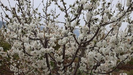 Kiraz hasreti bu sene bitiyor