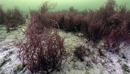 Mekânın sahipleri geri döndü