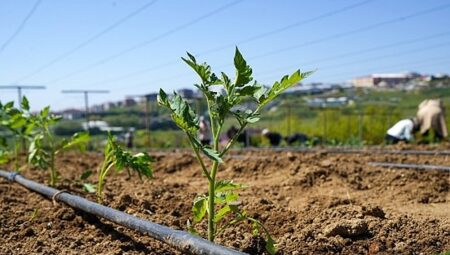 Yaşam Bahçesi’nde Yazlık Fideler Toprakla Buluştu