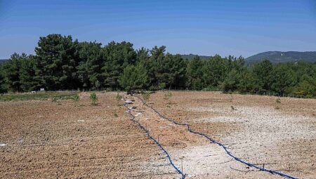 Bornova’da atıl topraklar hayat buluyor