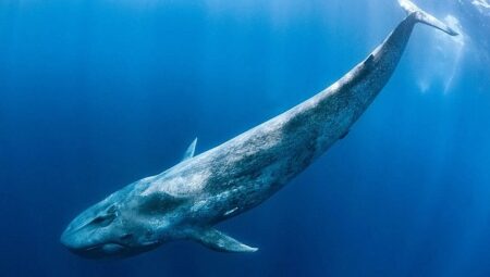 ‘Derin Deniz Devleri’,   28 Haziran Pazar Saat 20.00’de  National Geographic WILD Ekranlarında!