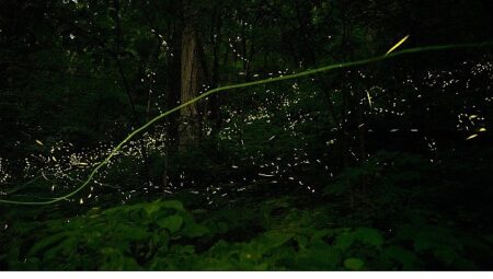 ‘Doğanın Işıltısı’,   7 Haziran Pazar Saat 20.00’de  National Geographic WILD Ekranlarında İzleyicilerle Buluşuyor!