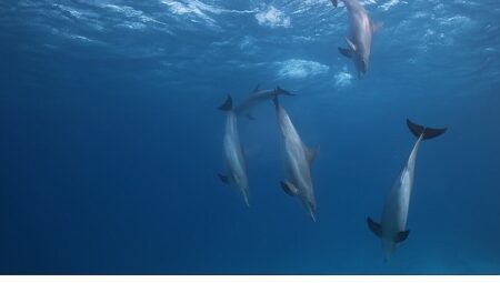 ‘Kızıldeniz: Yaşamın Büyülü Bahçesi’,   14 Haziran Pazar Saat 20.00’de  National Geographic WILD Ekranlarında İzleyicilerle Buluşuyor!