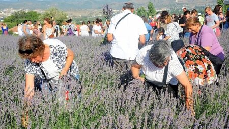 Lavanta Hasat Şenliği için geri sayım başladı