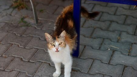 Buca’da 7 ayda 153 sokak hayvanı sahiplendirildi