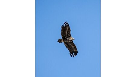 Kara Akbaba Kuzuyayla’da görüntülendi