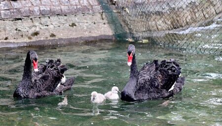 Kuğulu Park Ailesi Büyüdü