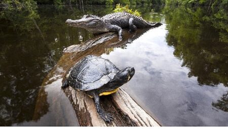 ‘Amerika’nın Amazonu’,   29 Ağustos Cumartesi Saat 20.00’de  National Geographic WILD’da!