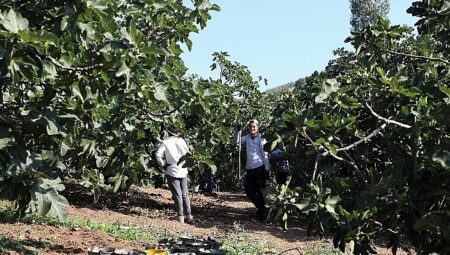 Mudanya’da İncir Hasadı Sürüyor