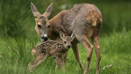 ‘Yeni Vahşi Nesil: Hayata İlk Adım’, 30 Ağustos Pazar Saat 20.00’de National Geographic WILD’da!