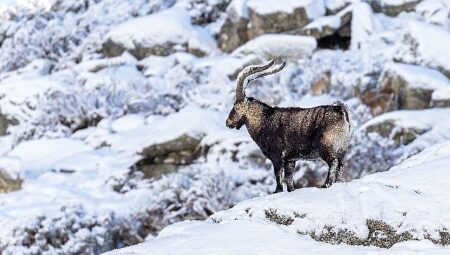 ‘Gredos: Dağların Kralı’, 26 Eylül Cumartesi Saat 19.00’da National Geographic WILD Ekranlarında!