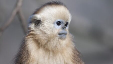 İzleyicileri Masalsı Bir Dünyaya Götürecek Olan   ‘Çin’in Gizli Krallıkları Özel’,   15 Eylül Salı Saat 20.00’de İlk Bölümüyle National Geographic WILD Ekranlarında!