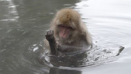 ‘Japonya’nın Vahşi Dünyası’,   8 Eylül Salı Saat 20.00’de İki Bölüm Art Arda National Geographic WILD Ekranlarında!