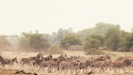 Sinematik Görselliğiyle Büyüleyecek Olan   ‘Vahşi Doğanın Tozu’, 27 Eylül Pazar Saat 20.00’de   National Geographic WILD Ekranlarında İzleyicilerle Buluşuyor!