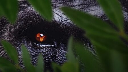 7 Bölümden Oluşan ‘Afrika: Vahşi Yuvamız’,   3 ve 4 Ekim Cumartesi/Pazar Günleri 15.15’te Art Arda Bölümlerle National Geographic’te İzleyicilerle Buluşuyor
