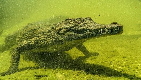 ‘Okavango’nun Vahşi Timsahları’,   4 Ekim Pazar Saat 20.00’de National Geographic WILD Ekranlarında!