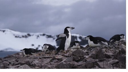 ‘Penguen Dünyası’,   7 Ekim Çarşamba Saat 20.00’de National Geographic WILD Ekranlarında!